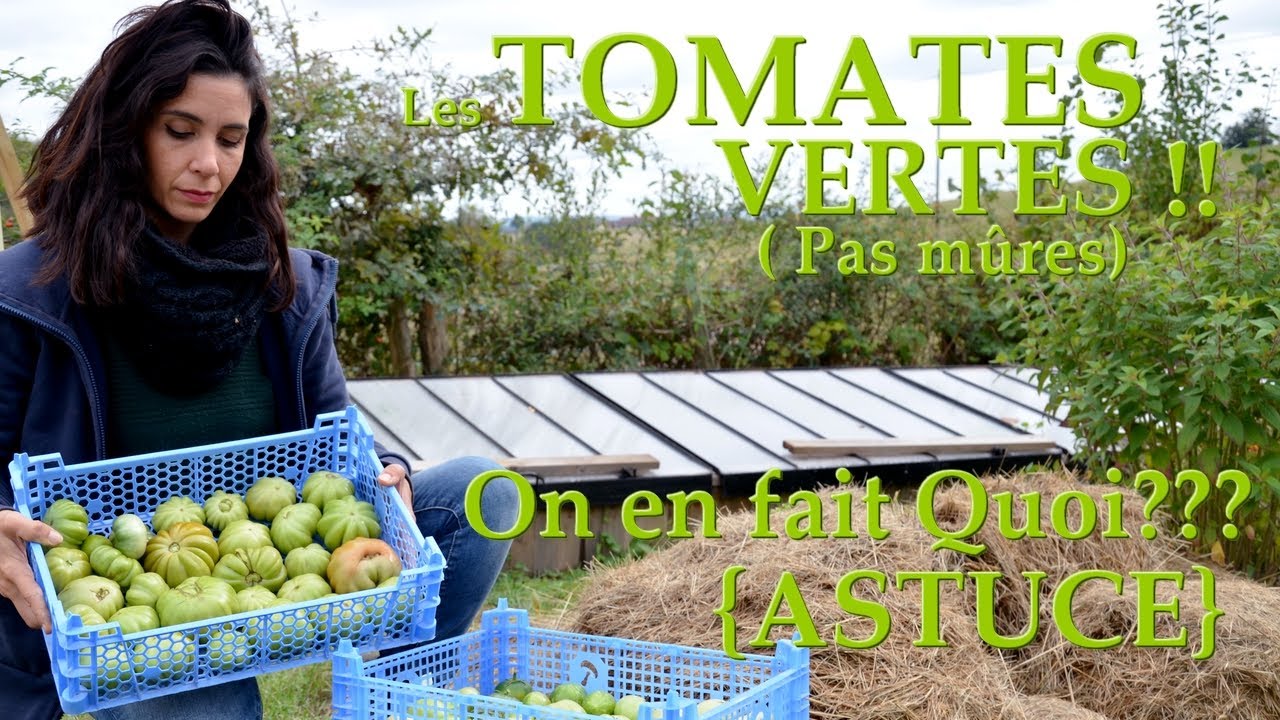 Watch video {ASTUCE} Les TOMATES Vertes (pas mûres) au potager!! On en fait QUOI {ASTUCE} Les TOMATES Vertes (pas mûres) au potager!! On en fait QUOI