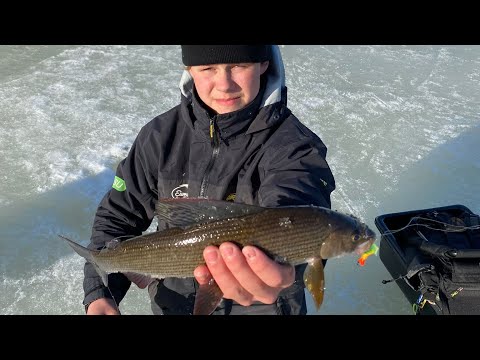 Harjuspilkillä Muonionjoella - Vinkit pilkkimiseen virtavesissä - Harjuksen pilkintä
