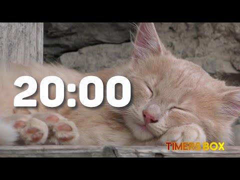 20 Minute Timer for Study, Break, School, and Homework 📚😺 - Cute Sleeping Cat ⏰ Silent with Alarm ⏳