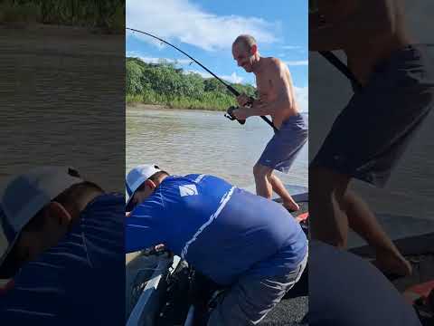 pesca de un sungaro amarillo en el río madre de dios