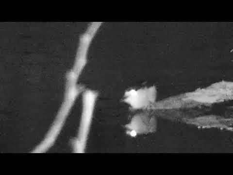 Djuma: Black-crowned Night Heron? - 21:18 - 12/10/20