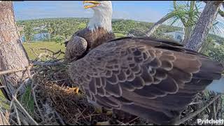 Two Beautiful Eagles - SWF Eagle Cam - October 1, 2023