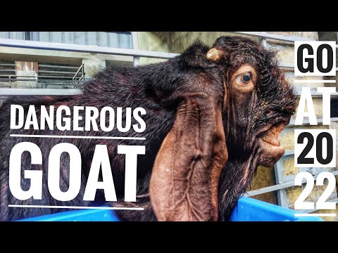 20 Beautiful Goat Breeds - Best Goat Breeds In The World || Most Efficient Goats In The World