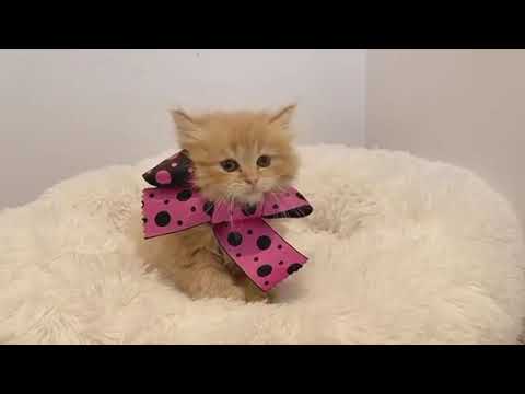 123084サイベリアン　仔犬　仔猫　女の子　関西　大阪府　大阪市　森ノ宮　もりのみやキューズモール　心斎橋　梅田　ペットショップ　犬の家　WE ARE One