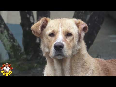 Cachorro sem dono e solto já matou 2 cachorros nas ruas da Favela do Justinos e Assusta Moradores e a Prefeitura não faz nada ?