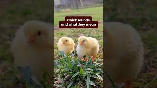 Download lagu Jika Anda pernah bertanya-tanya apa arti semua suara cicitan itu, berikut adalah lima suara anak ayam yang umum dijelaskan. mp3