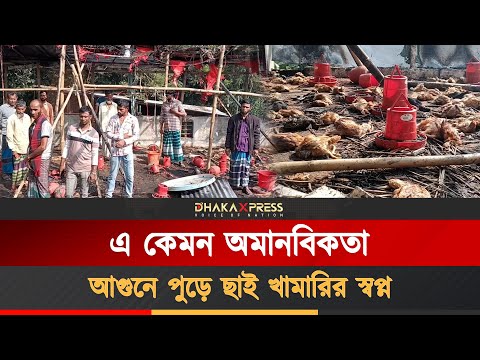 মাদারীপুরে দুর্বৃত্তদের দেওয়া আ/গুনে পু/ড়ে ছাই মুরগির খামার