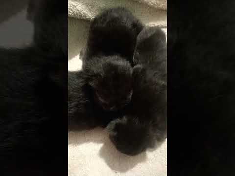 my Jiya & her kittens 🐾