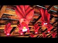 Elmo As A Bat