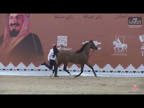 N.265 AMIR AL REEH - The Turfah Arabian Horse Show 2023 - Stallions 4-6 Years Old (Class 10B)