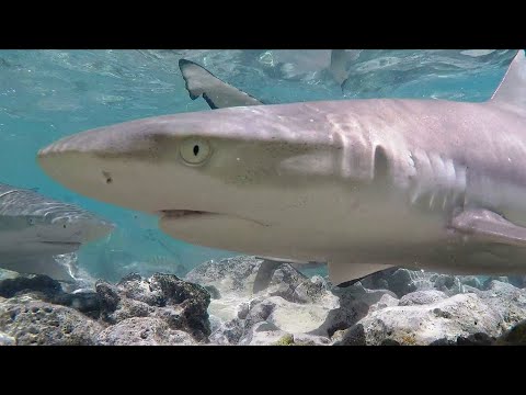 The Friendly Sharks of Rangiroa, French Polynesia