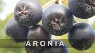 ARONIA planta Arbustul cu fructe minune Taieri Inmultire Antioxidant al naturii  Livada Bio