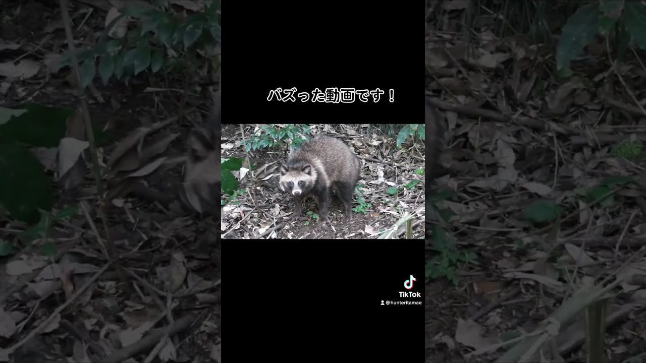 19万回再生突破！可愛いタヌキがくくり罠に！