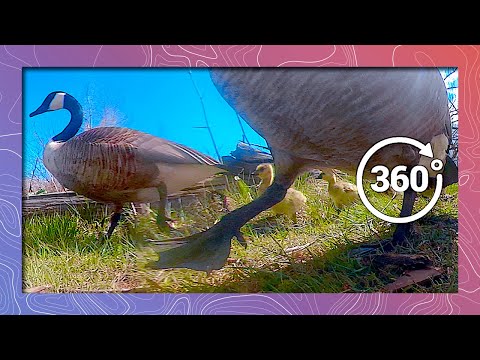 Canada Goose Family with Newborn Chicks Waddle by in 360 5K