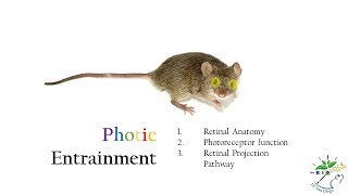 Mammalian Retina and Photoreceptors