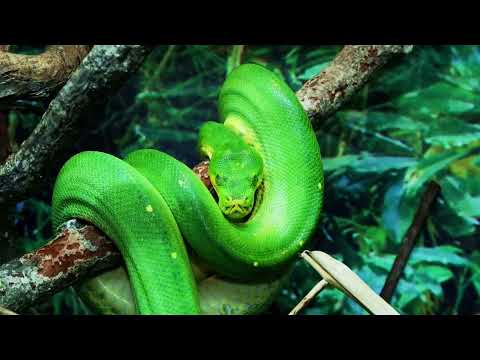 Camada de Viboras. 🇵🇷 Musagate feat Nelson G prod by Guillotina. #musica #rapcristiano #puertorico 