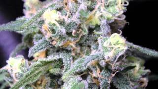 Cory Gunz - Know My Name