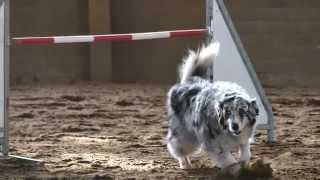 preview picture of video 'Agility Tunier Nienburg (Agility Dogs Warpe e.V.)'