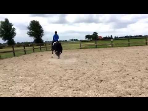 Maile fan Klaeiterp (Stendert 447 x Teeuwis 389) Stallion, 3 years old. 1.66