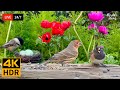 24 7 LIVE Cat TV For Cats To Watch Cute Birds And Squirrels 4K Cat Games