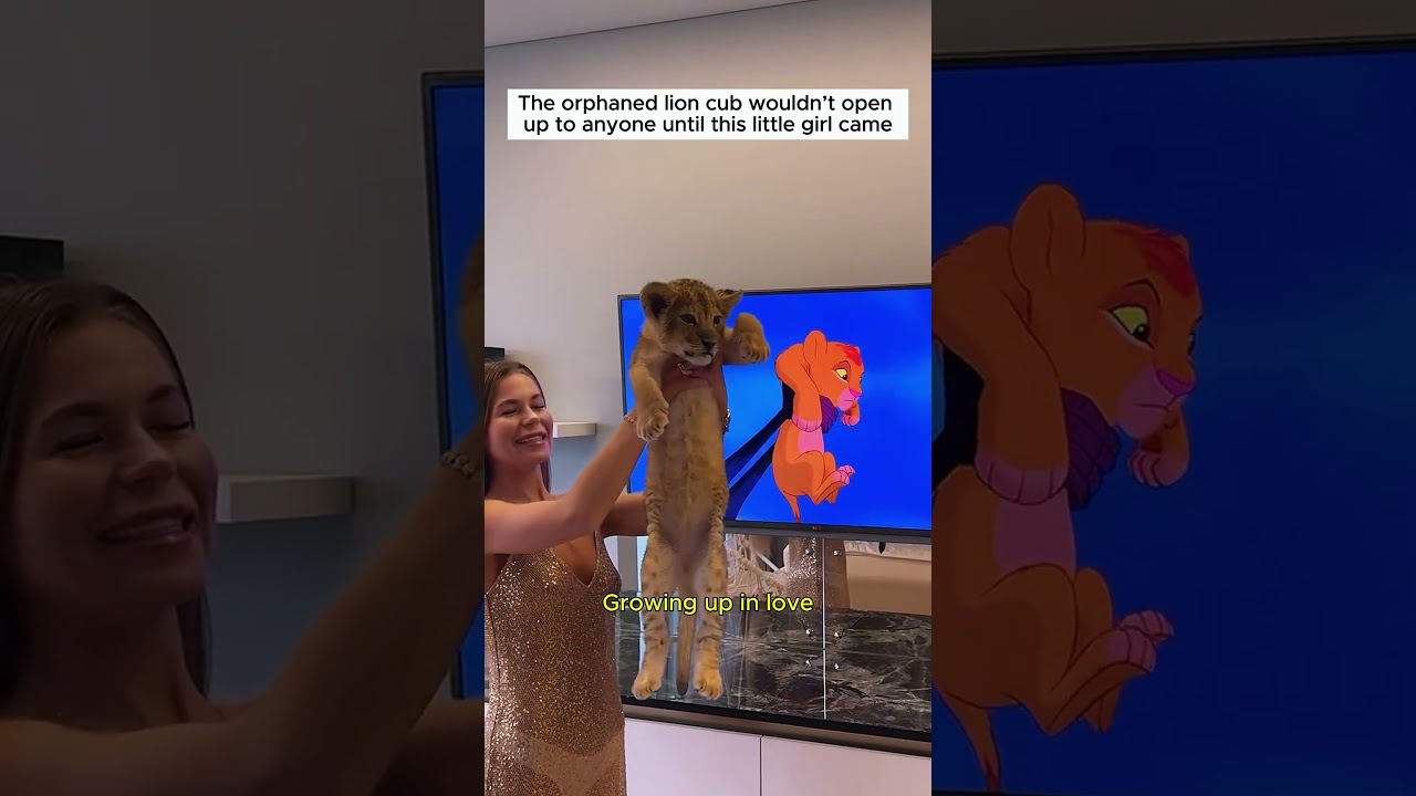 A lonely orphaned lion cub #lion #animals #lovestory #wildliferescue #shorts #cute #wildlife #love