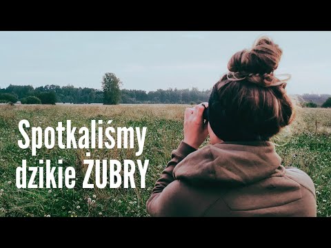 Poczuć wzrok SAMOTNEGO ŻUBRA - Puszcza Białowieska i Rezerwat Ścisły