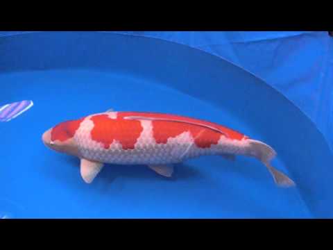 Grand Champion of 2016 all japan koi show