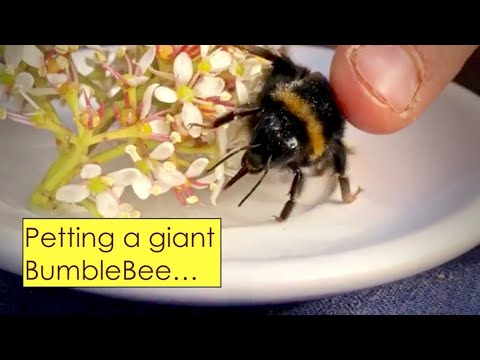 Petting a giant BumbleBee...!
