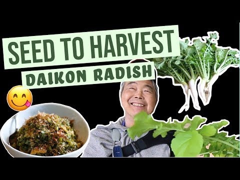 How to Grow Daikon Radish | Seed to Harvest | 5 Gallon Bucket