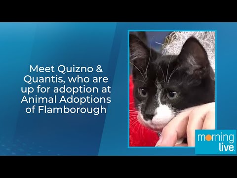 Meet Quizno & Quantis, who are up for adoption at Animal Adoptions of Flamborough