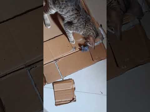 #sherlock cat chew his rat toy 🐀.. 😜 #500subs, #catlover