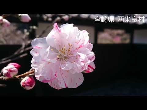 【西米良村】西米良の春