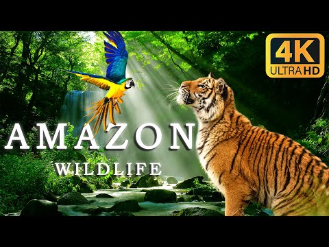 Amazon Wildlife In 4K - Animals That Call The Jungle Home | Amazon Rainforest | Relaxation Music