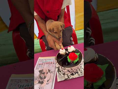 पीलू भाई का बर्थडे 🐶 #shorts #youtubeshorts #shortsfeed #comedy #funny