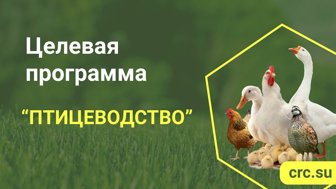 Инвестируй в Фермерскую Птицу на свободном выпасе 