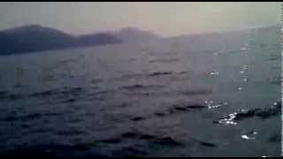 preview picture of video 'Delfini a Framura 10-03-14'