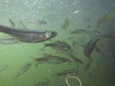 Life - Ljubljanica povezuje FishCam Ambrožev trg