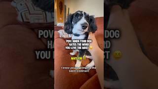 David Ruffin said he’s tired of my crap! 😂 #cruise #cruiseaddict #cruiselife #minibernedoodle