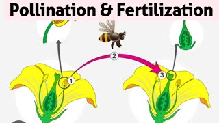 Pollination And Fertilization ICSE Class 9 | Flowering Plants Class 9 ICSE | @sirtarunrupani