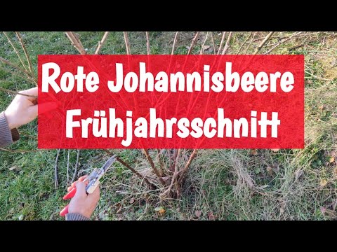 How to prune red currants correctly | Instructions ✂️