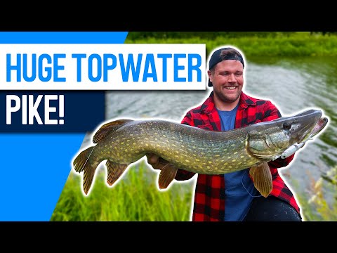 HUGE PIKE On a TOPWATER Lure!! Headbanger lures Spitfire