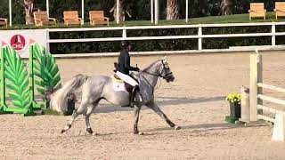 OKAVANGO SITTE approved stallion by QUEL HOMME DE HUS 5 yo class - OLIVA NOVA 2025
