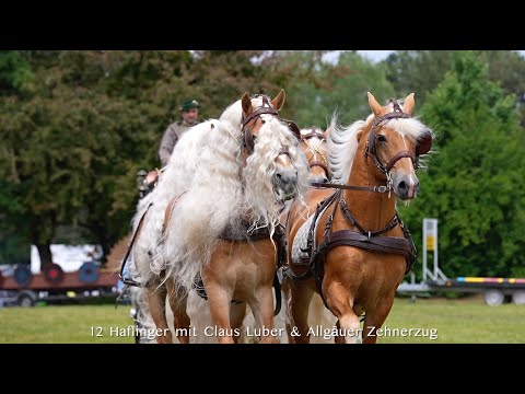 12 HAFLINGER MIT CLAUS LUBER & ALLGÄUER ZEHNERZUG - PFERD INTERNATIONAL 2025