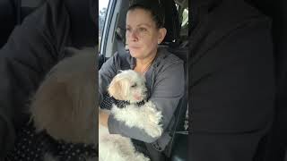 Chewy is on his way to the Emergency hospital 😢 Chewy is on his way to the Emergency hospital 😢
