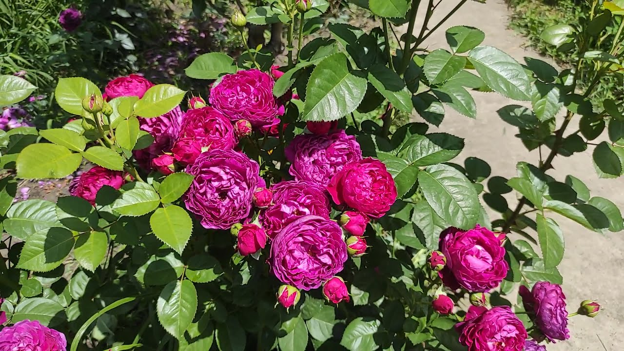 Роза Аскот (Аscot)Молодые розы- восторг!!!Обильное цветение . (Сорта!!!!)