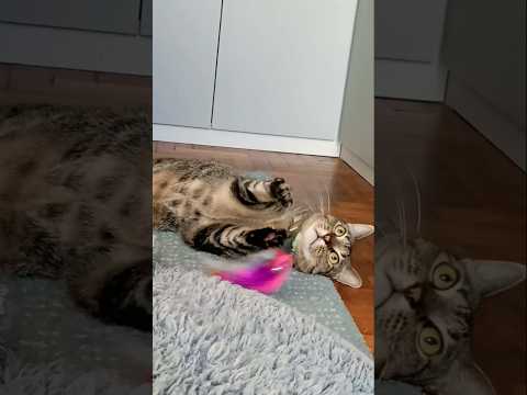 playing time 😺.                            #cat #catlovers #reelsshorts