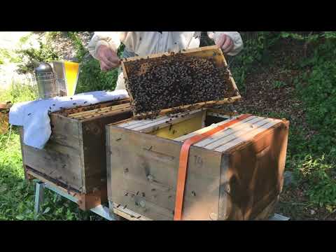 Complete brood removal with brood utilization