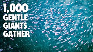 1,000 Dugongs Gathered Here (World Record)
