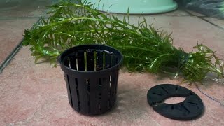 How to Place Aqua Plant in Your Aquarium using Aquatic Plant Basket