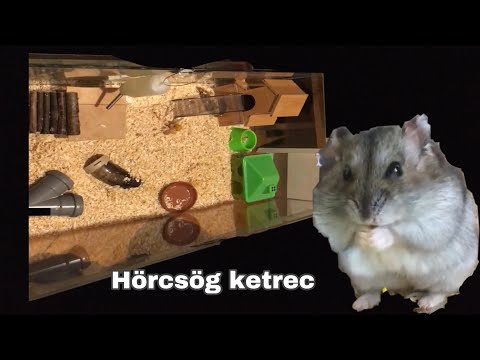 hörcsög fogyhat